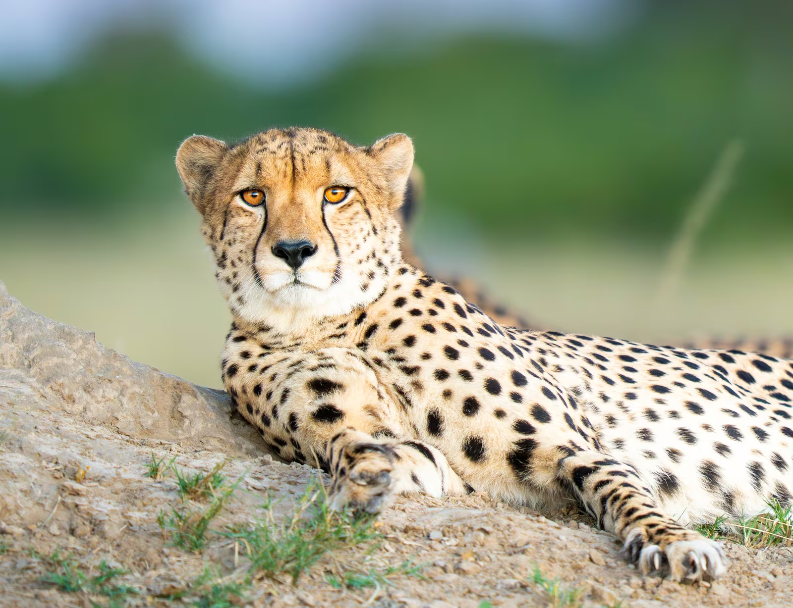 Magnificent Cheetah — a pair of brothers slowly emerging from an afternoon snooze | Hwange National Park, Zimbabwe - 2025