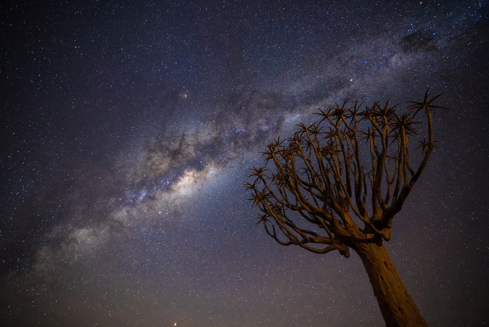 Quiver Nights — Gazing at the milky way above the grove of Quiver Trees in the Namibian desert | Keetmanshoop, Namibia - 2018